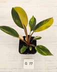 Philodendron 'Rojo Congo Variegated' - SALE