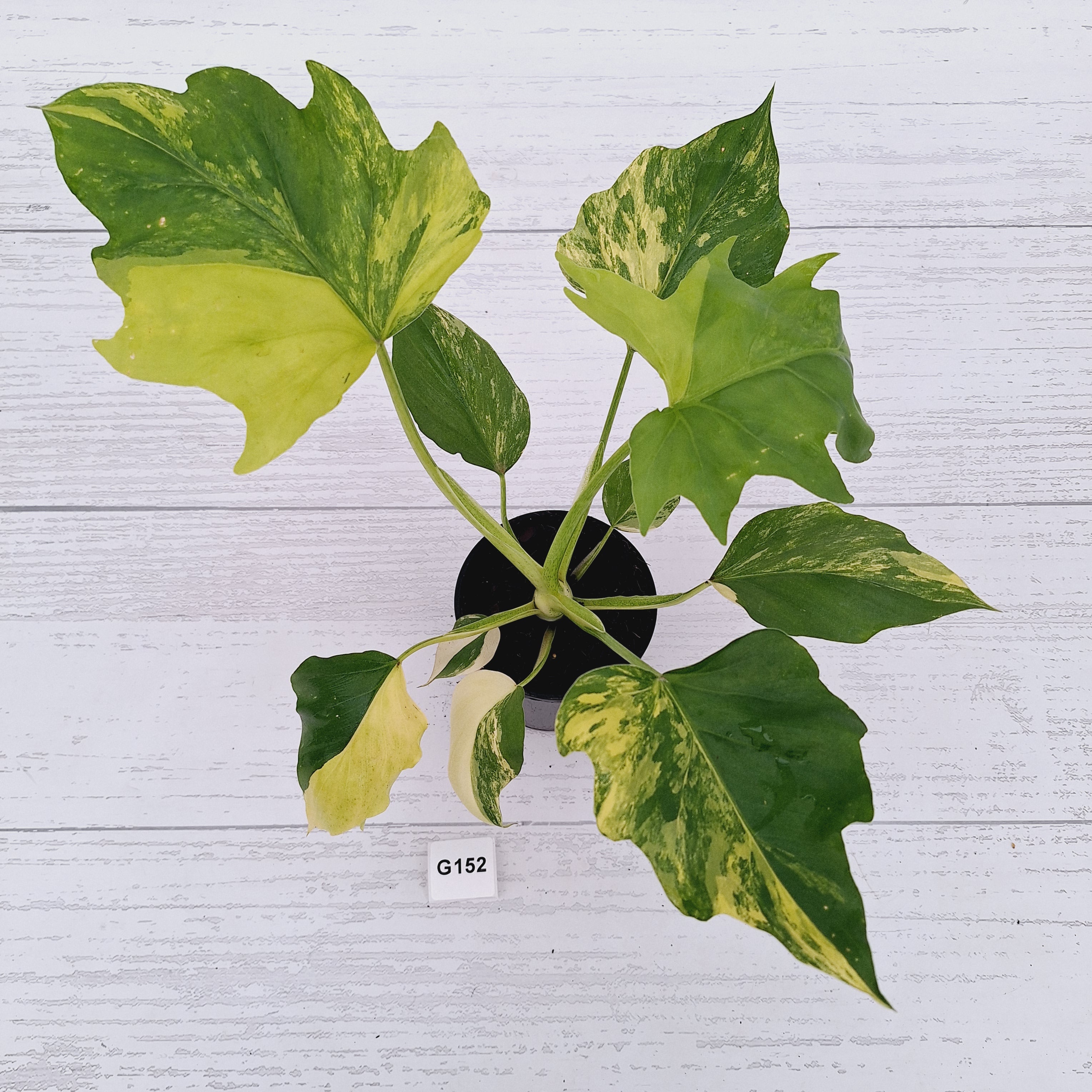 Philodendron warscewiczii Gold Variegata