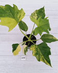 Philodendron warscewiczii Gold Variegata