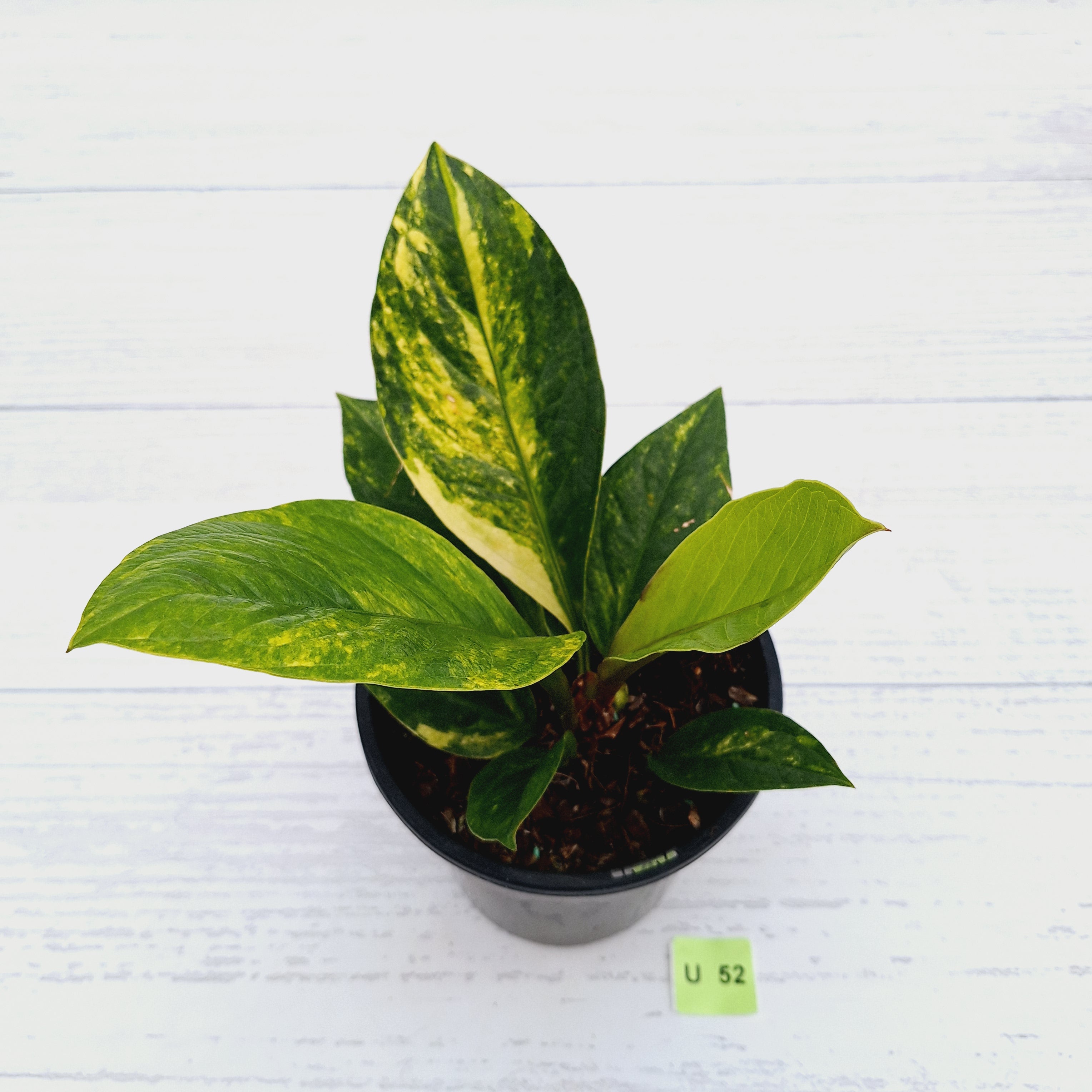 Anthurium jenmanii Variegata