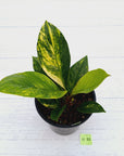 Anthurium jenmanii Variegata