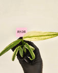 Epipremnum amplissimum variegata 'Albo'