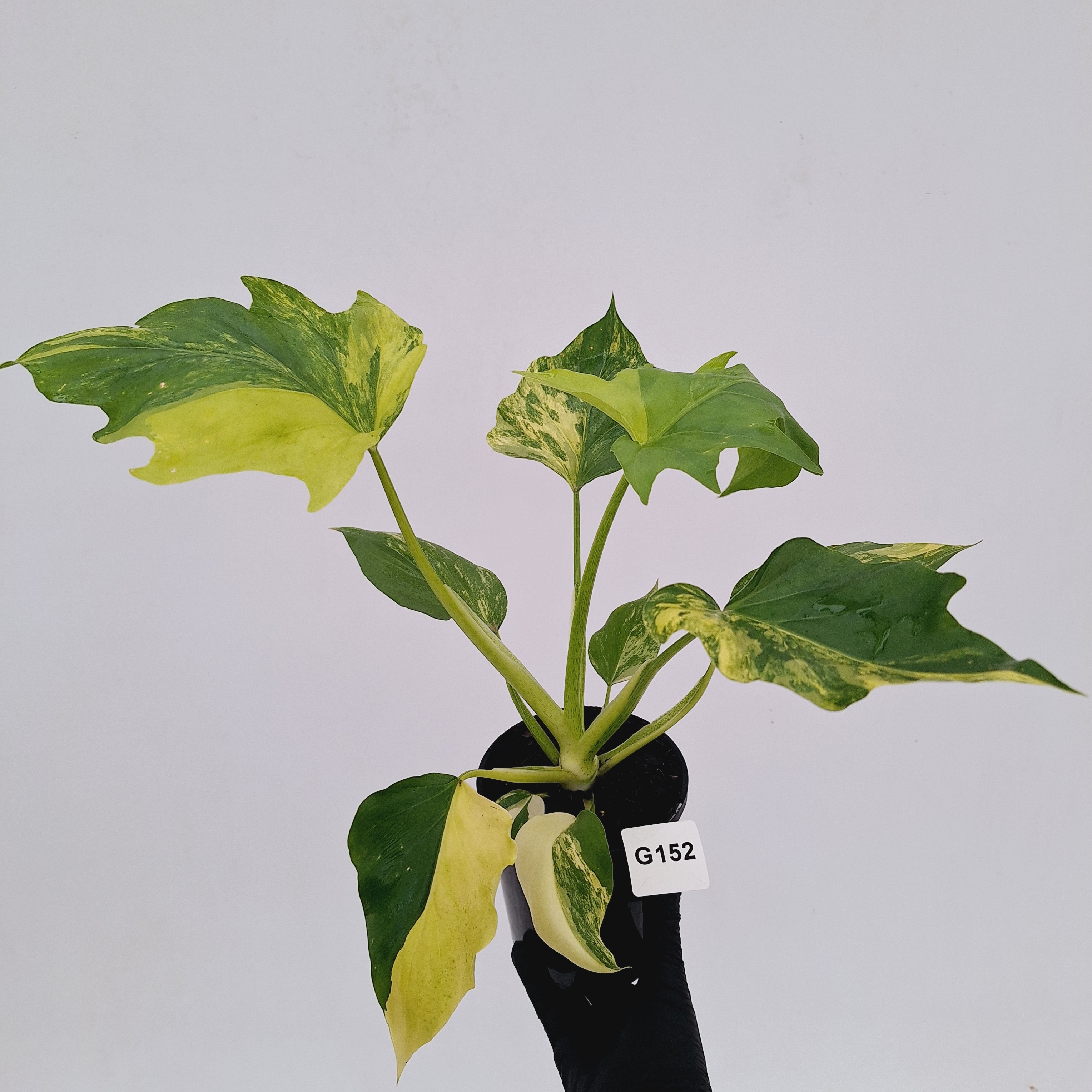 Philodendron warscewiczii Gold Variegata