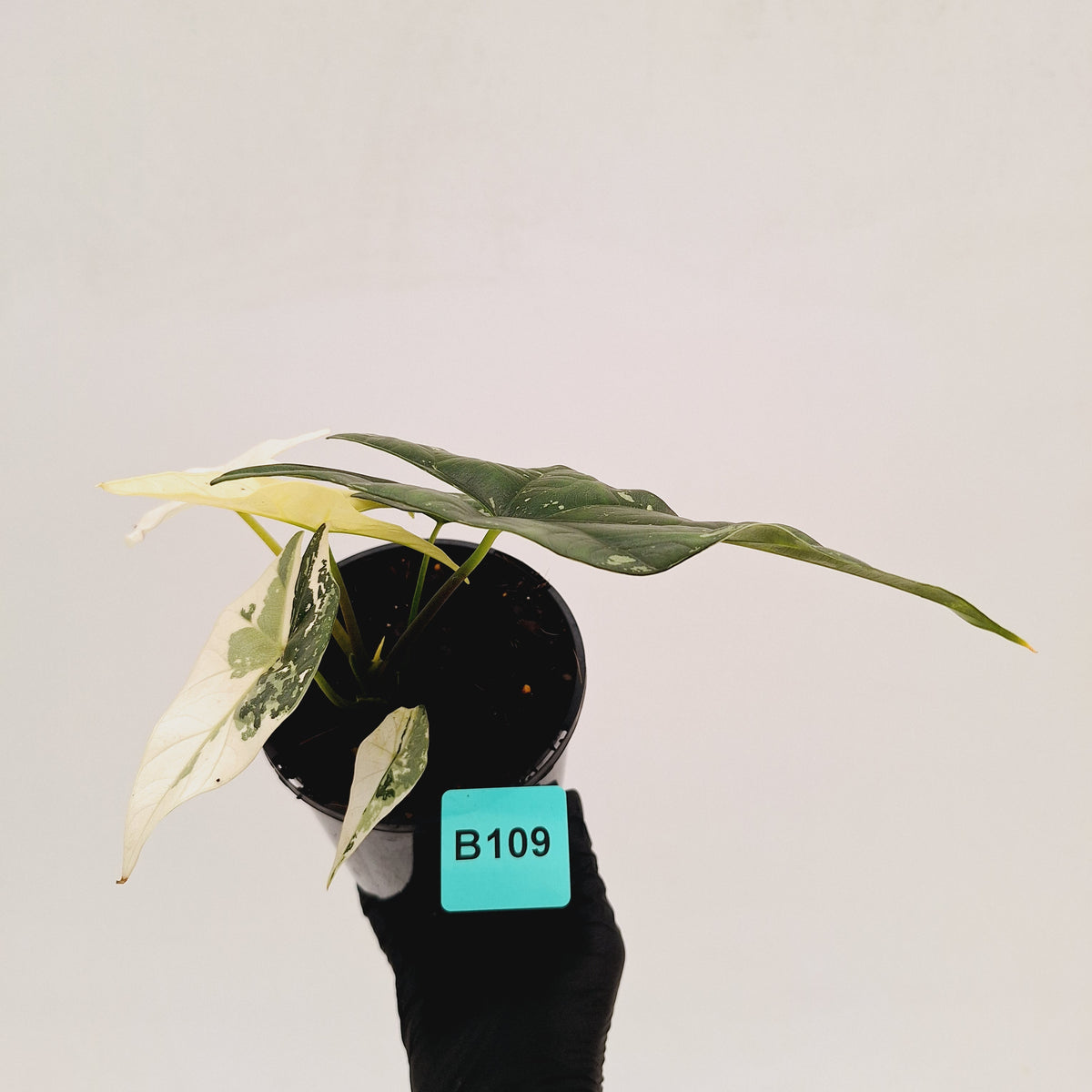 Alocasia ‘Simpo Albo’ Variegata - SALE