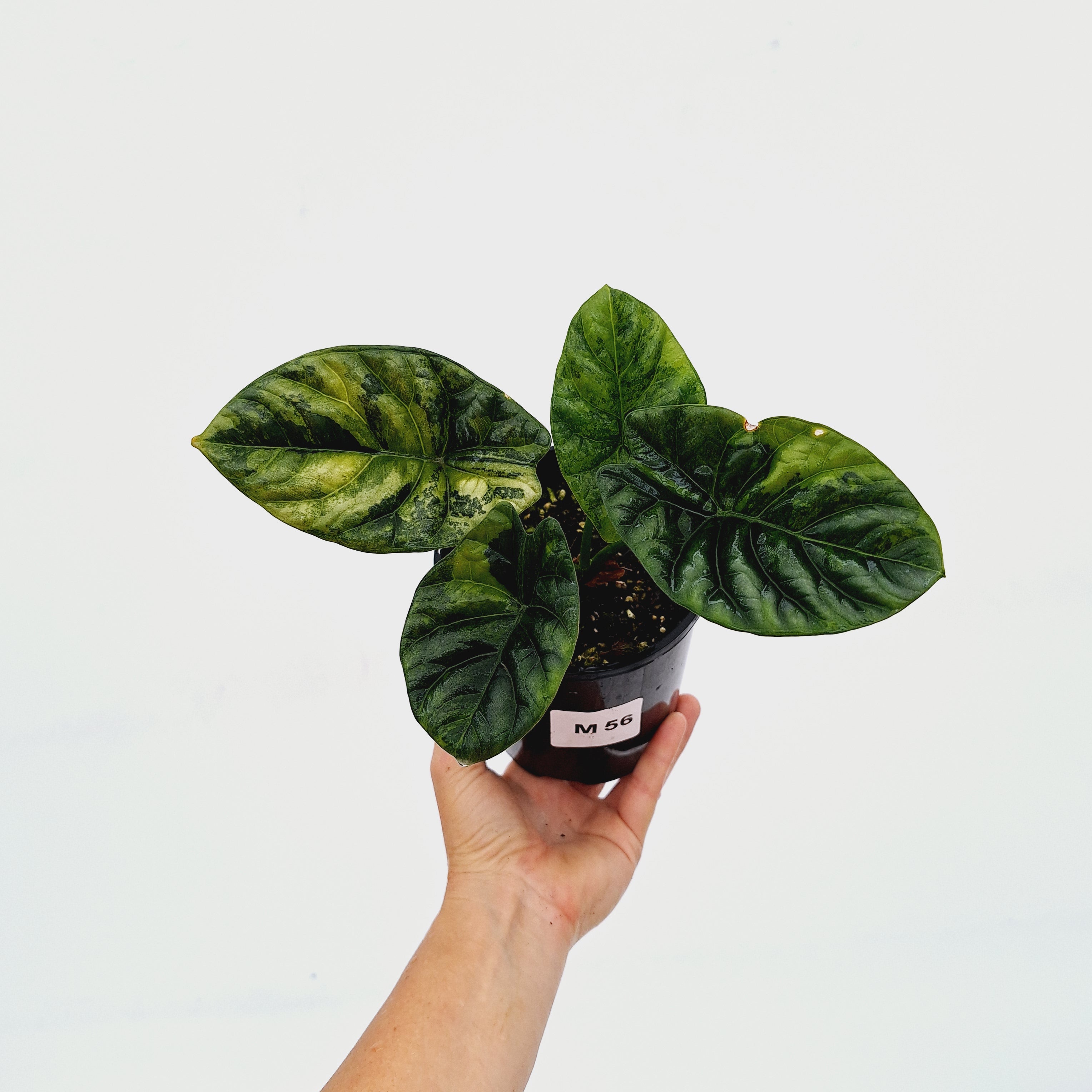 Alocasia sinuata &#39;Quilted Dream&#39; Variegata