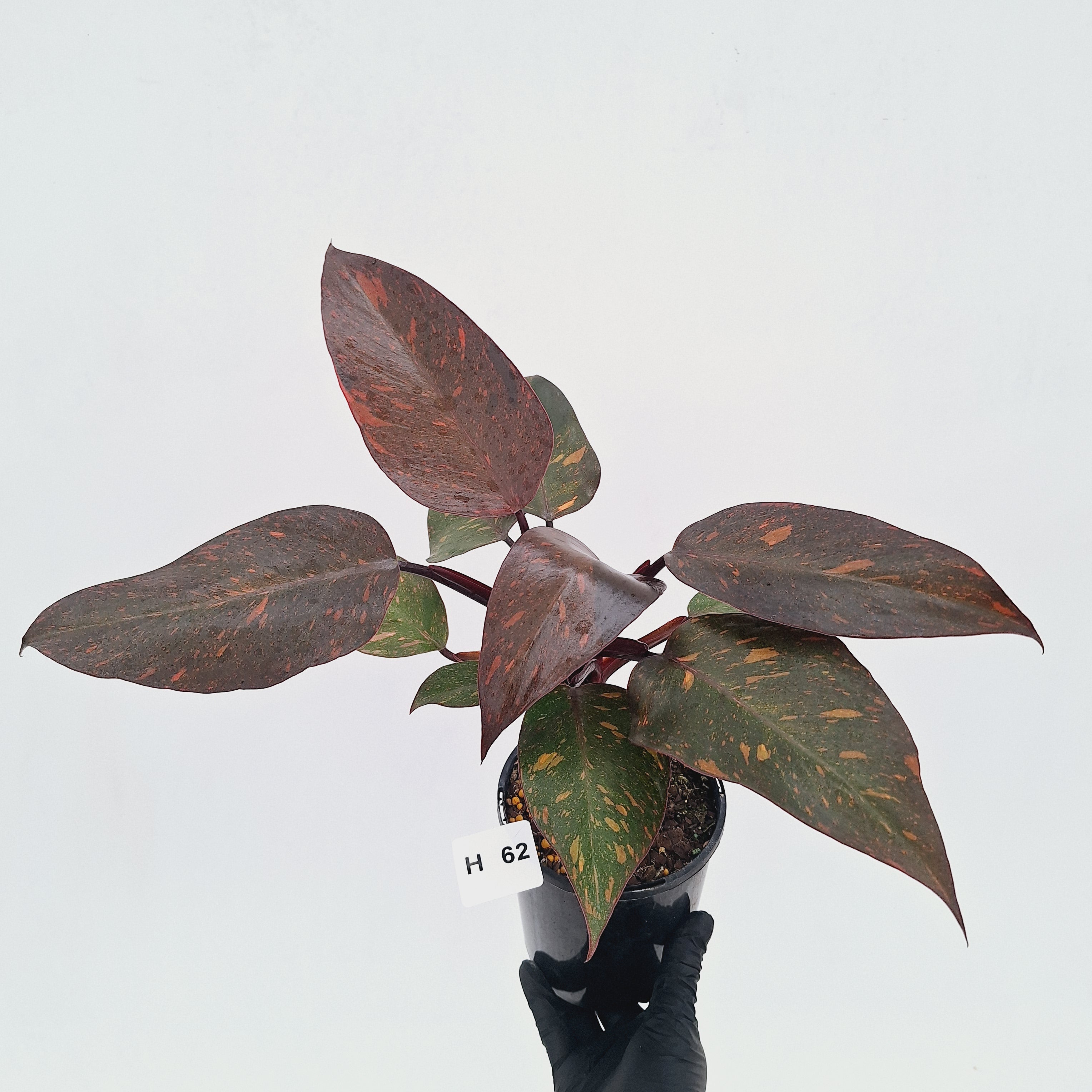 Philodendron 'Orange Princess' - FLASH SALE