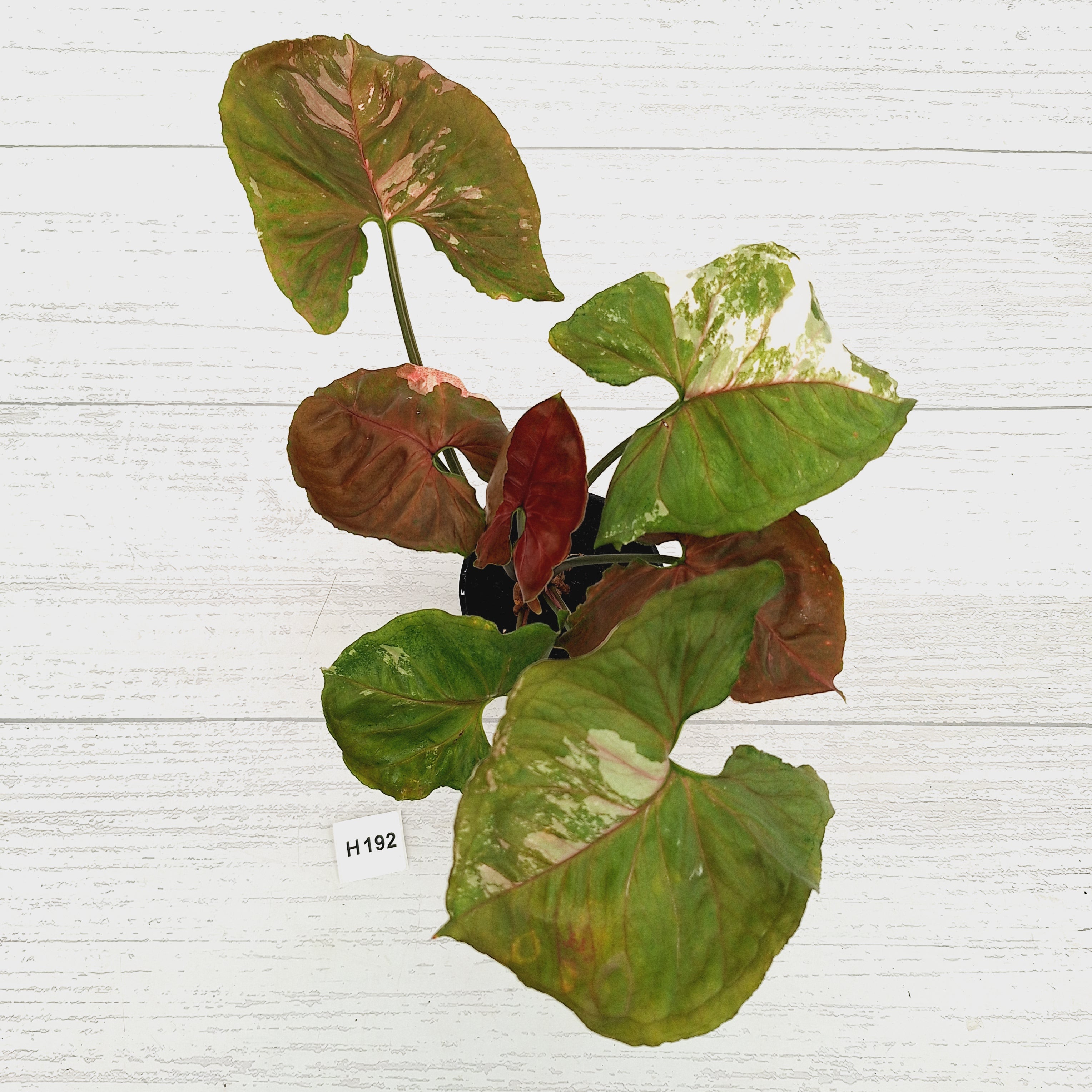 Syngonium podophyllum ' Strawberry Ice Galaxy'