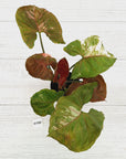 Syngonium podophyllum ' Strawberry Ice Galaxy'