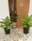 125mm Philodendron Congo Nuclear Gift Box - Christmas-Pre Order