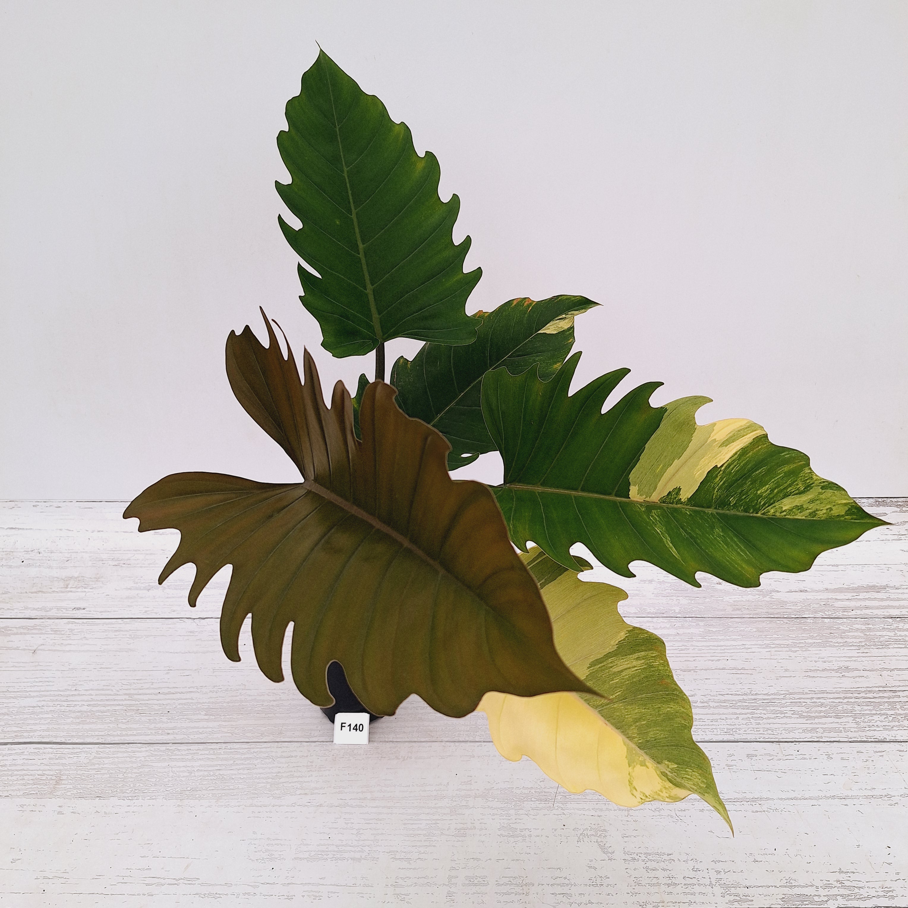 Philodendron serratum Caramel Marble