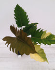Philodendron serratum Caramel Marble