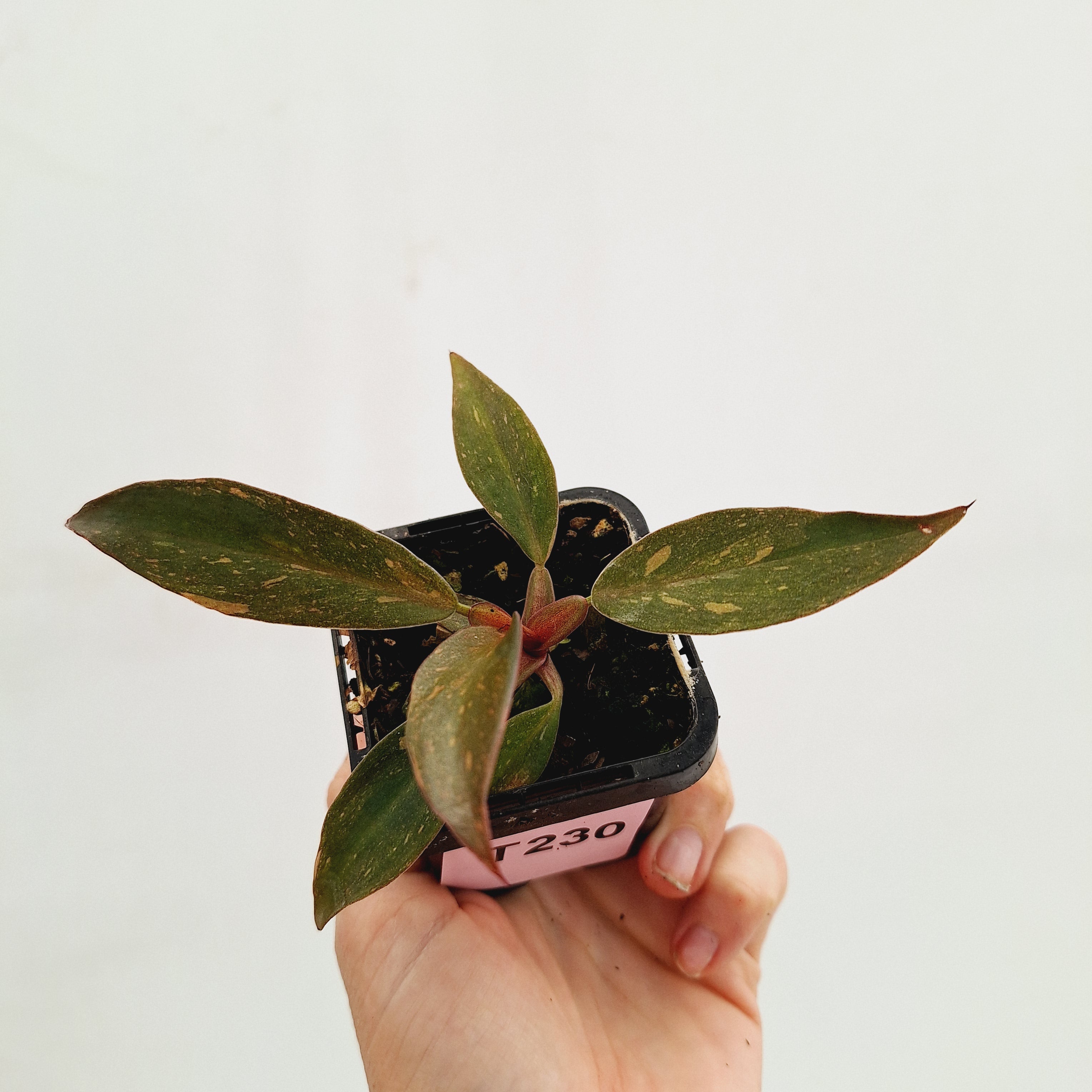 Philodendron &#39;Orange Princess&#39;