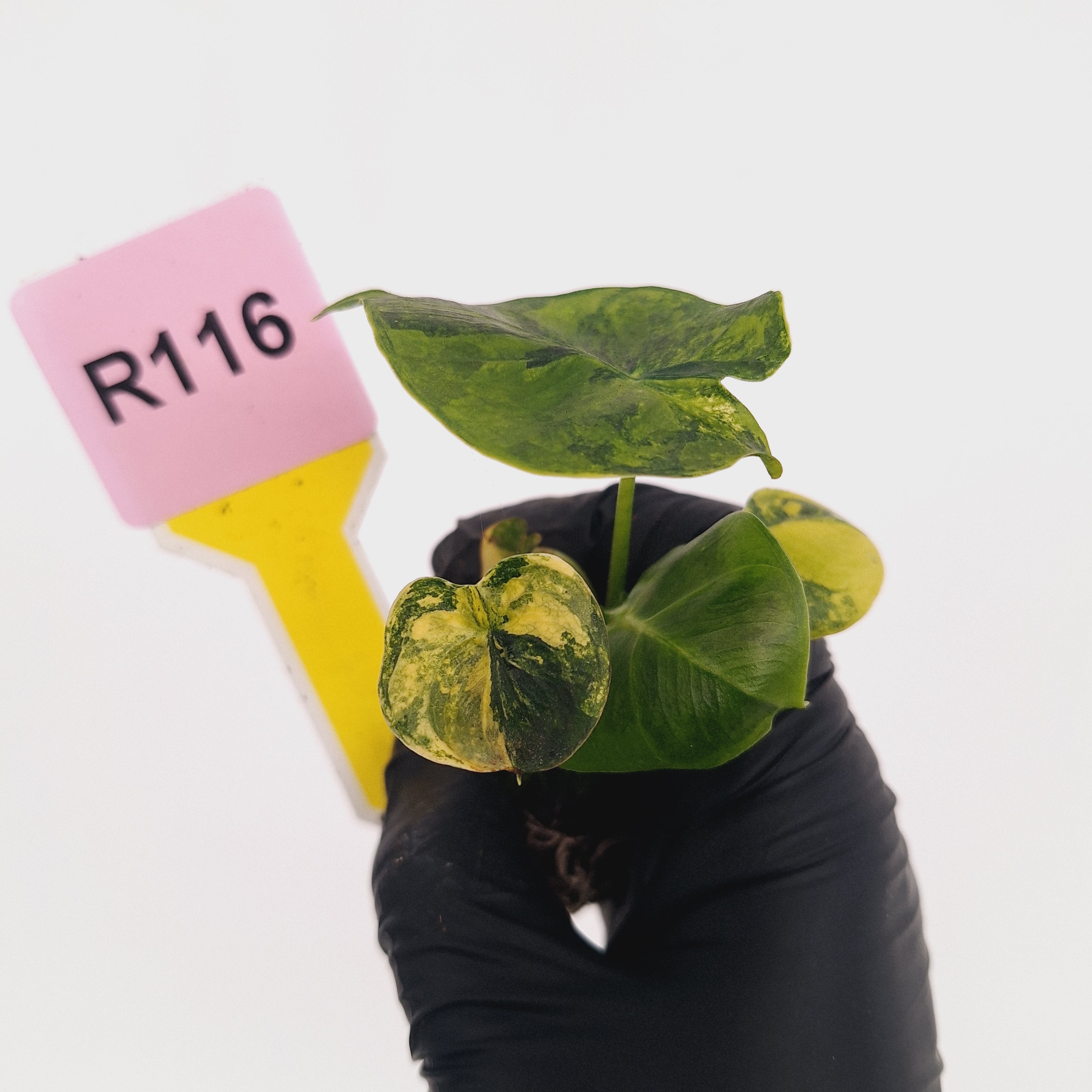 Alocasia Meclizine Aurea Variegata - Bare Bottom Baby