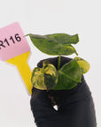 Alocasia Meclizine Aurea Variegata - Bare Bottom Baby
