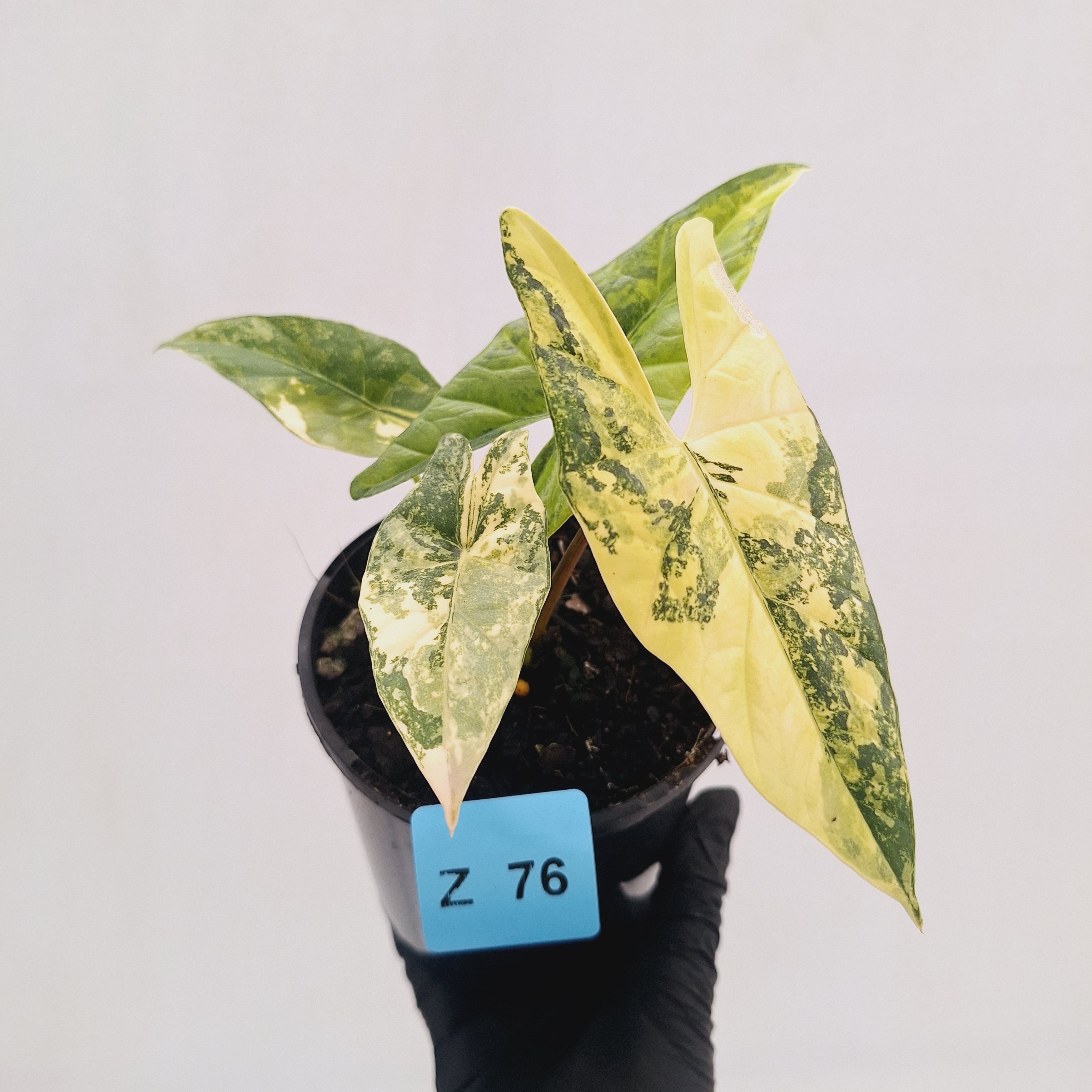 Alocasia ‘Simpo Aurea’ Variegata