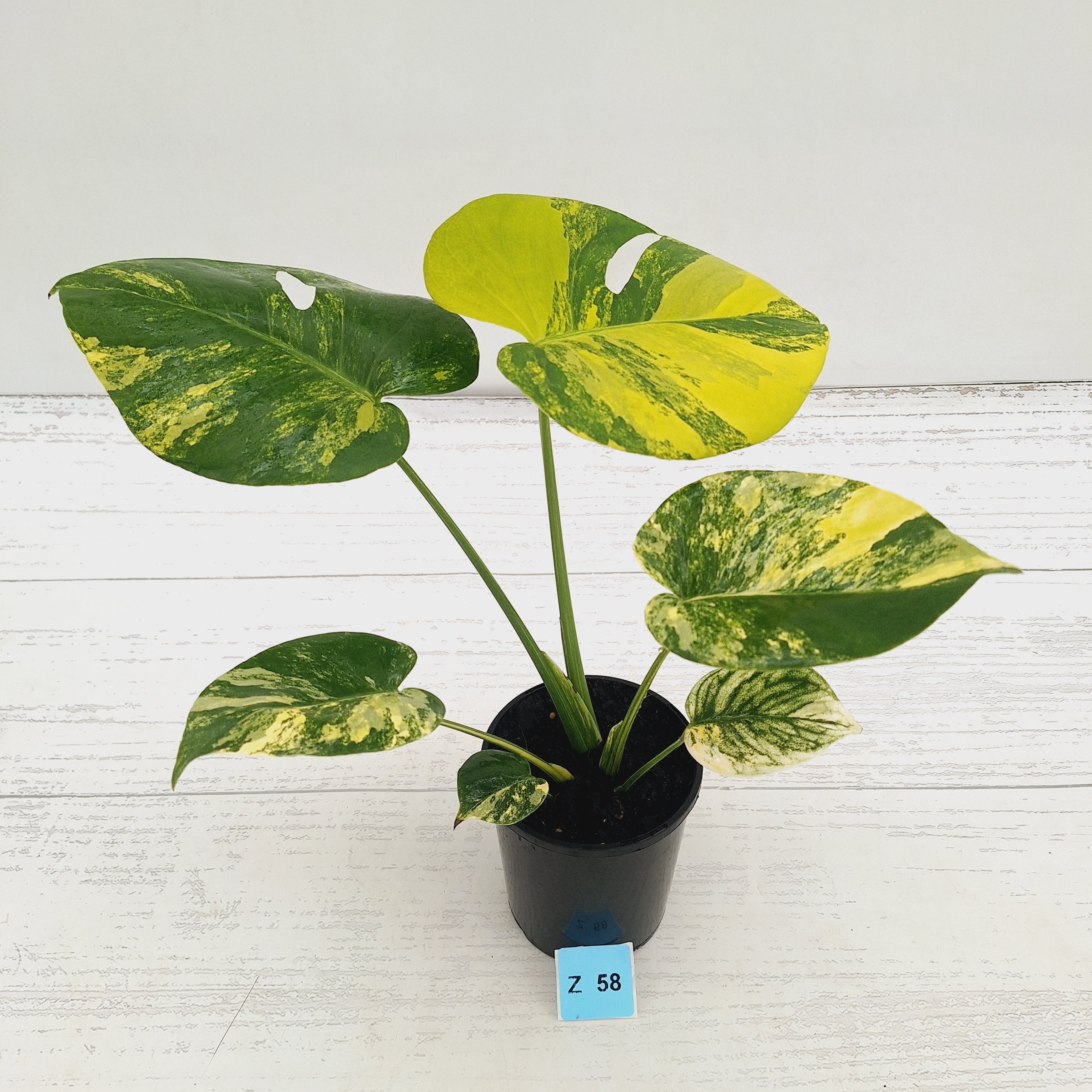 Monstera deliciosa Aurea 'Yellow Marilyn'