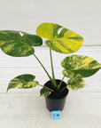 Monstera deliciosa Aurea 'Yellow Marilyn'