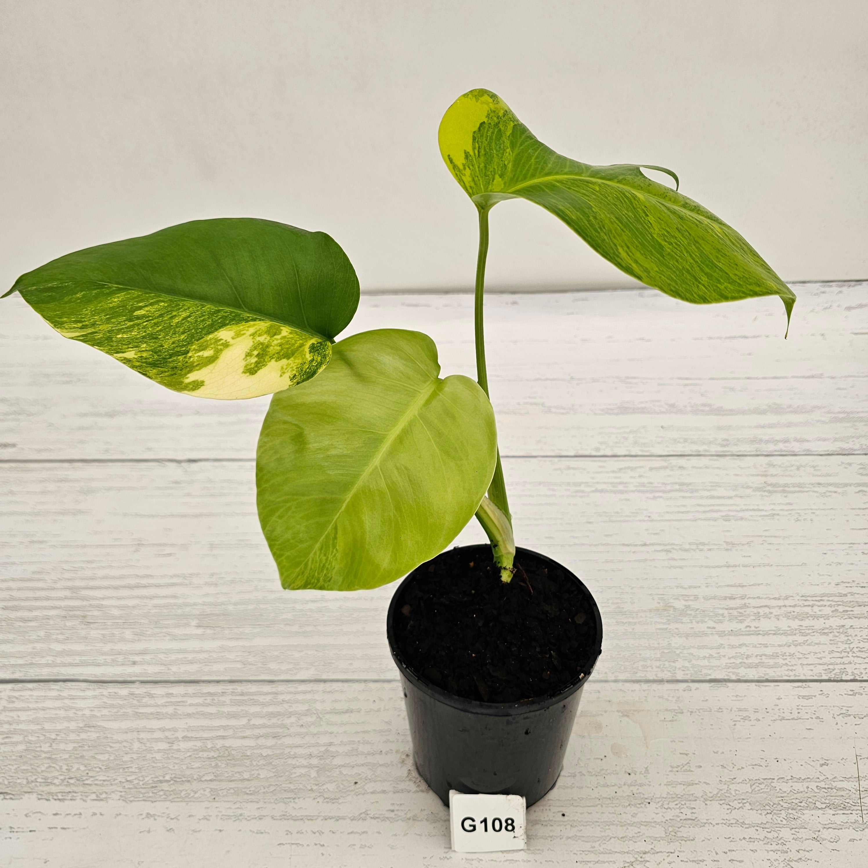 Monstera borsigiana Aurea