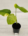 Monstera borsigiana Aurea