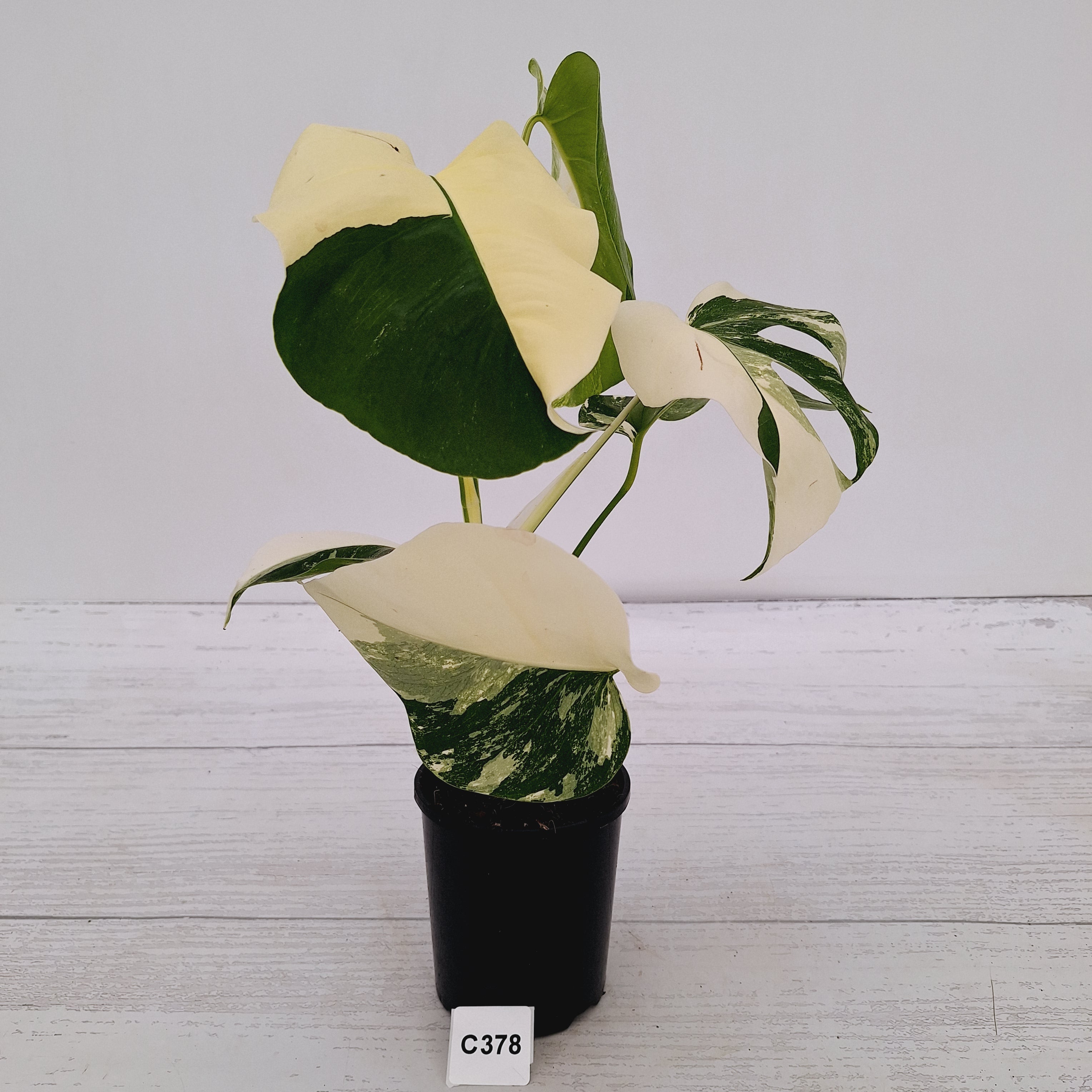 Monstera borsigiana 'Albo'