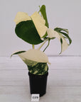 Monstera borsigiana 'Albo'