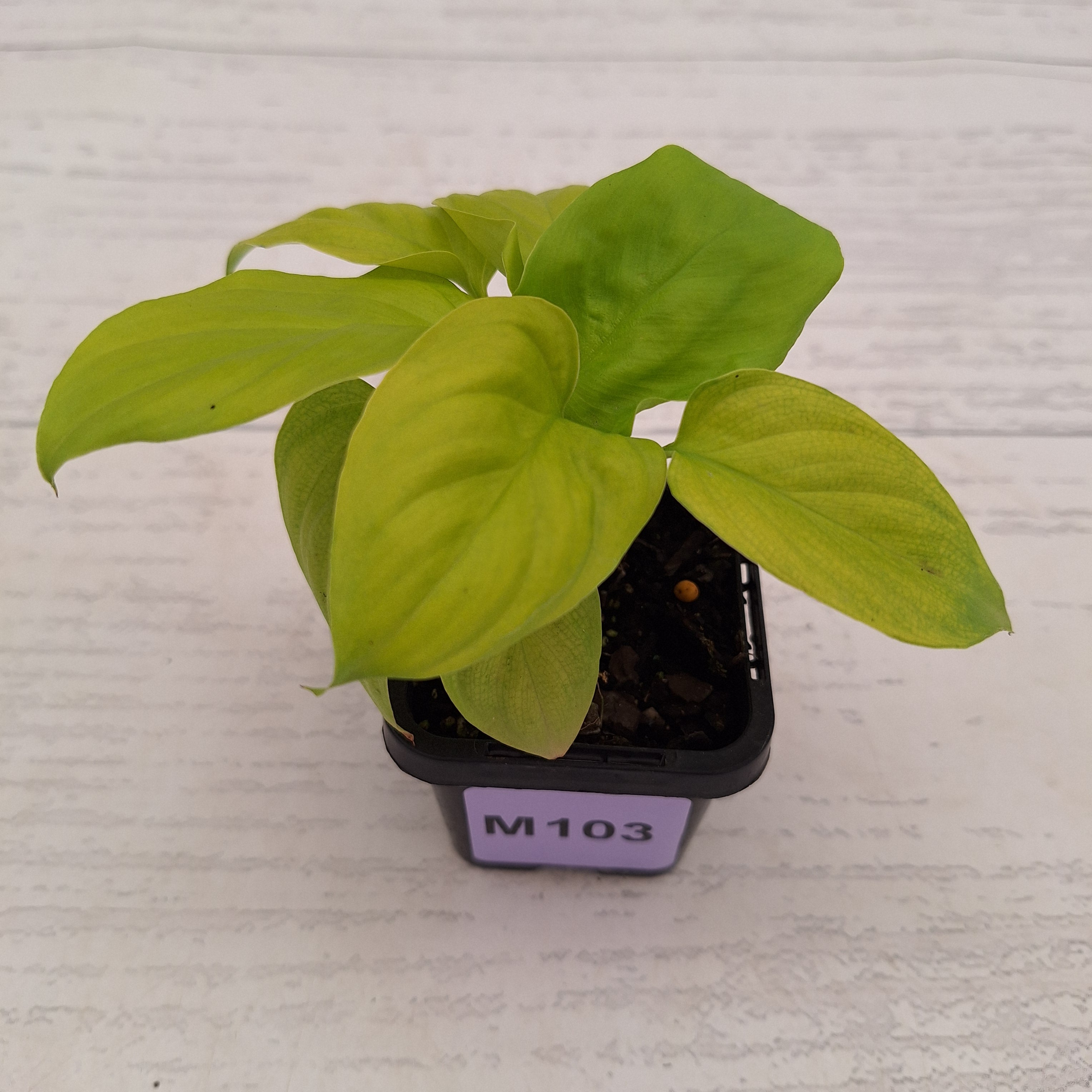 Homalomena rubescens Golden Hibiscus’ SALE