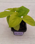 Homalomena rubescens Golden Hibiscus’ SALE