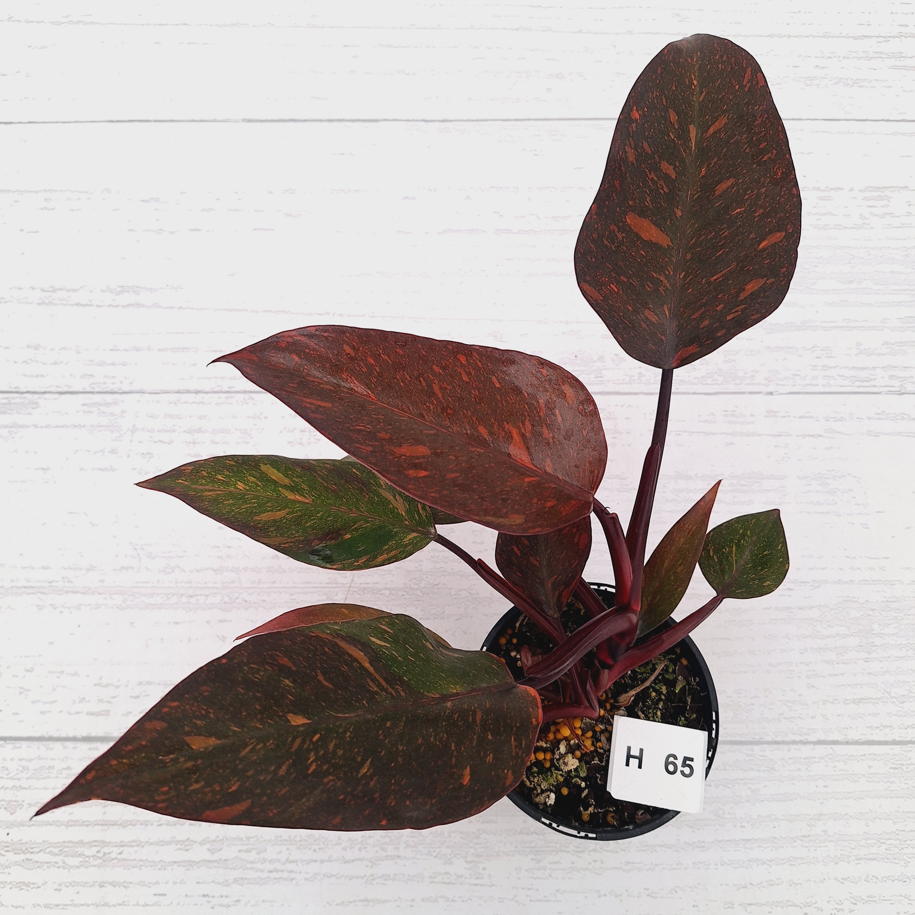 Philodendron 'Orange Princess' - FLASH SALE