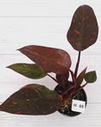 Philodendron 'Orange Princess' - FLASH SALE