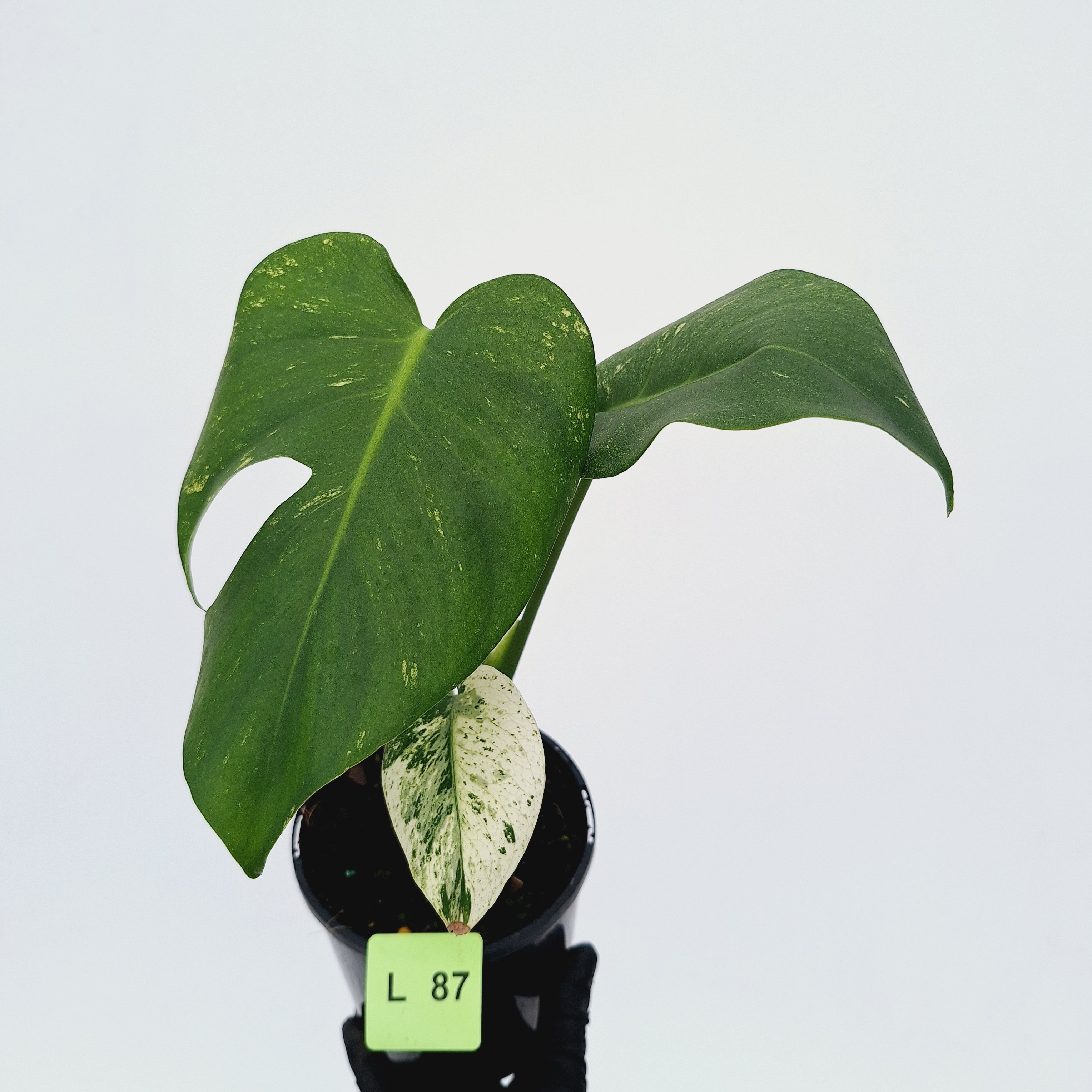 Monstera Deliciosa &#39;Mint&#39;