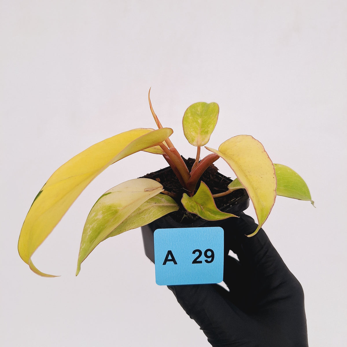 Philodendron pinnatifidum 'Jungle Fever Egg Yolk'