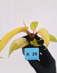 Philodendron pinnatifidum 'Jungle Fever Egg Yolk'