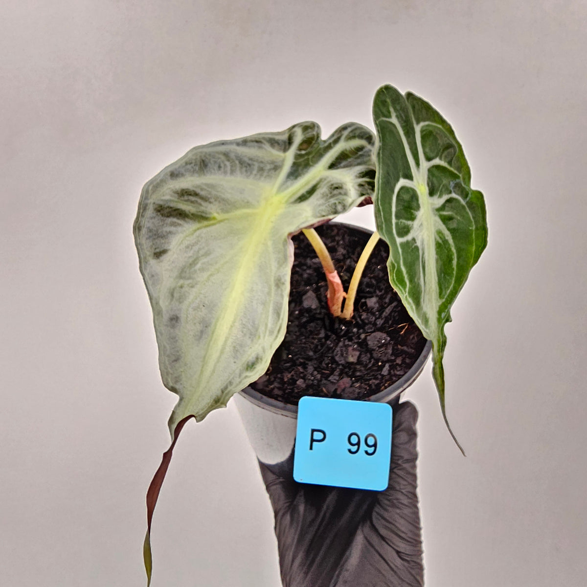 Alocasia Venom
