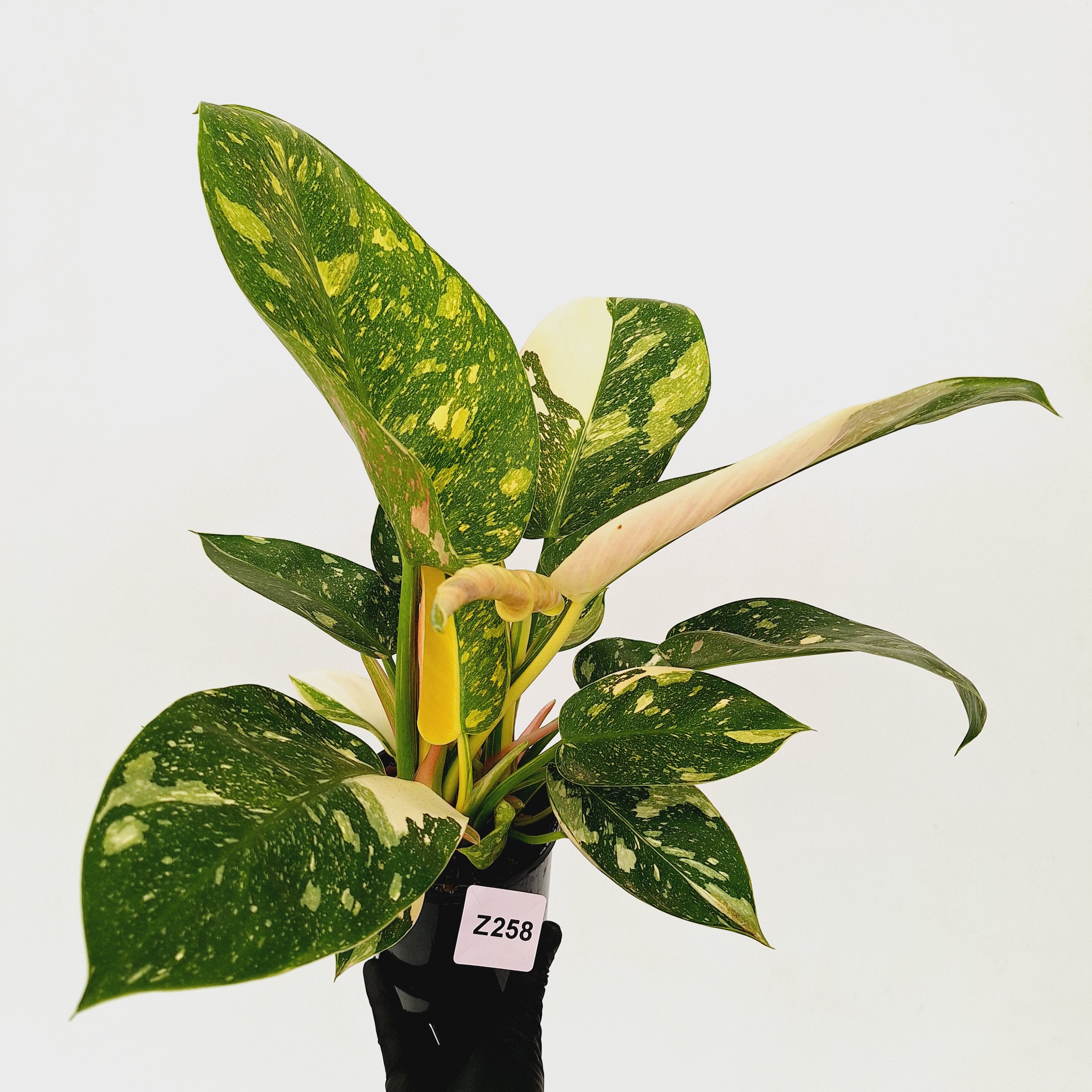 Philodendron Green Congo Variegata (Nuclear)