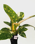 Philodendron Green Congo Variegata (Nuclear)