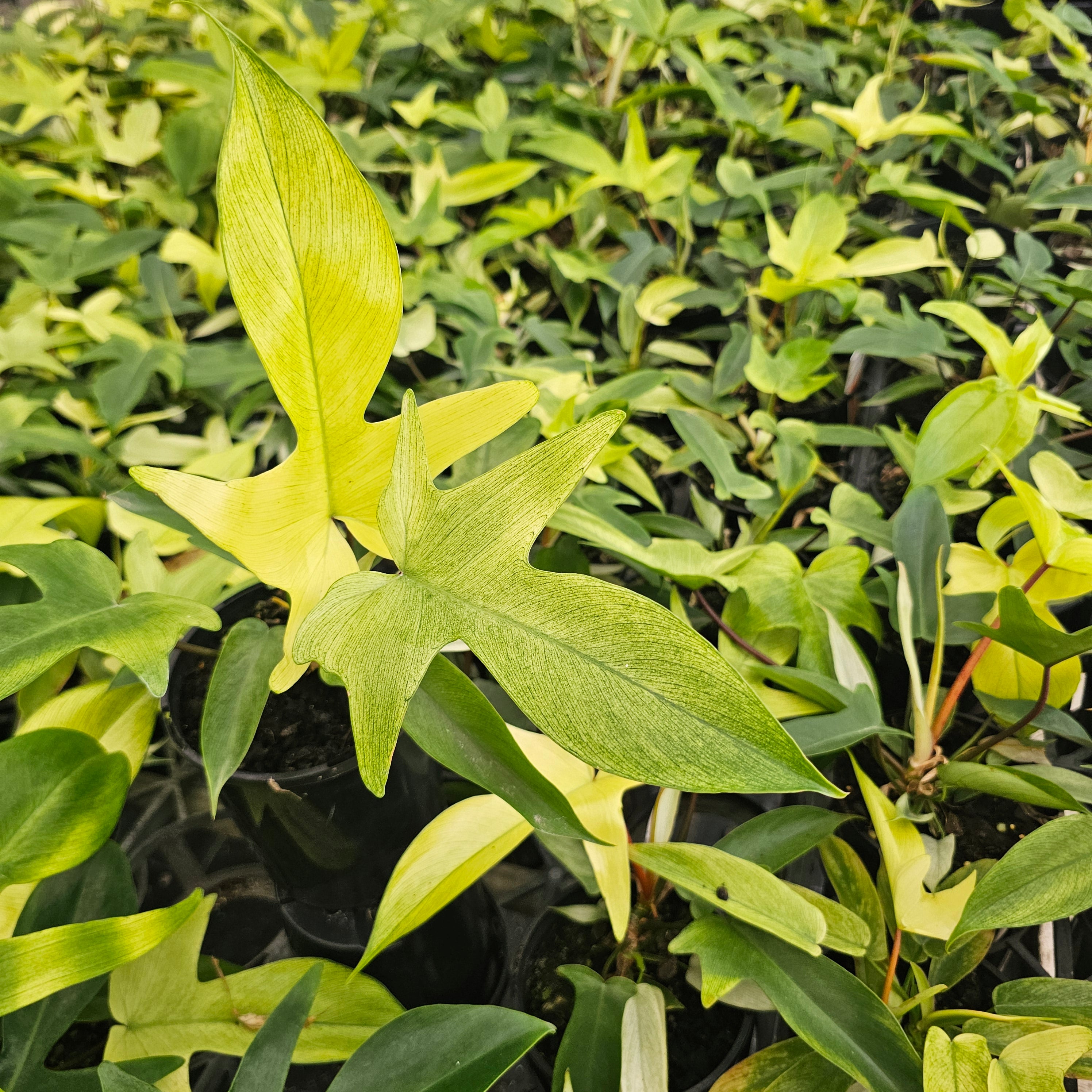 Philodendron pedatum 'Florida Ghost'