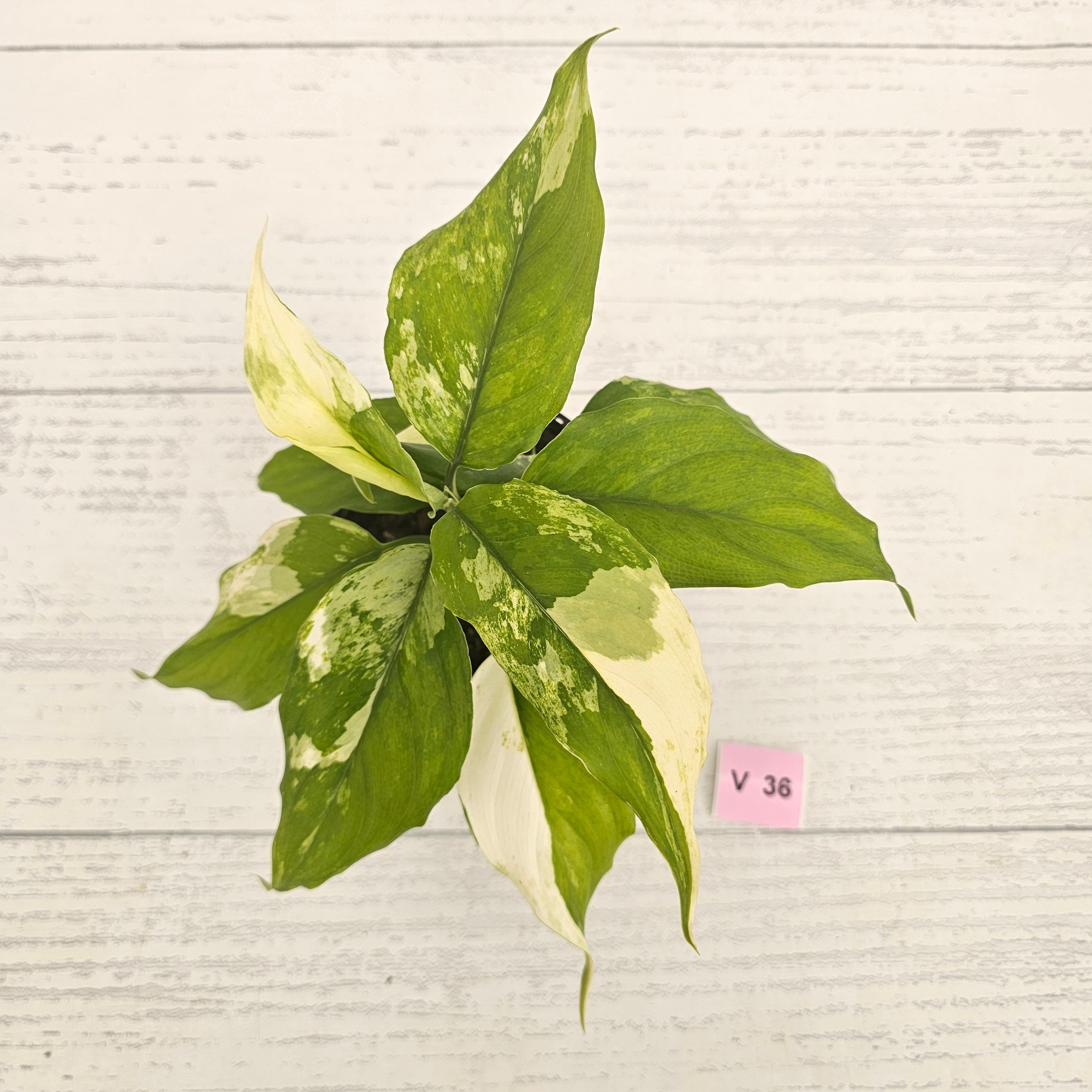 Aglaonema modestum variegata