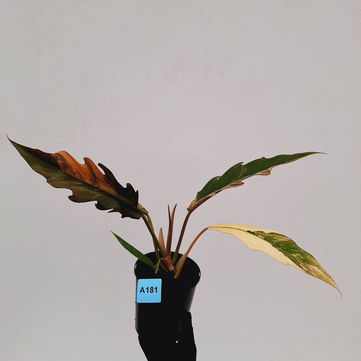 Philodendron serratum 'Caramel Marble' -flash sale
