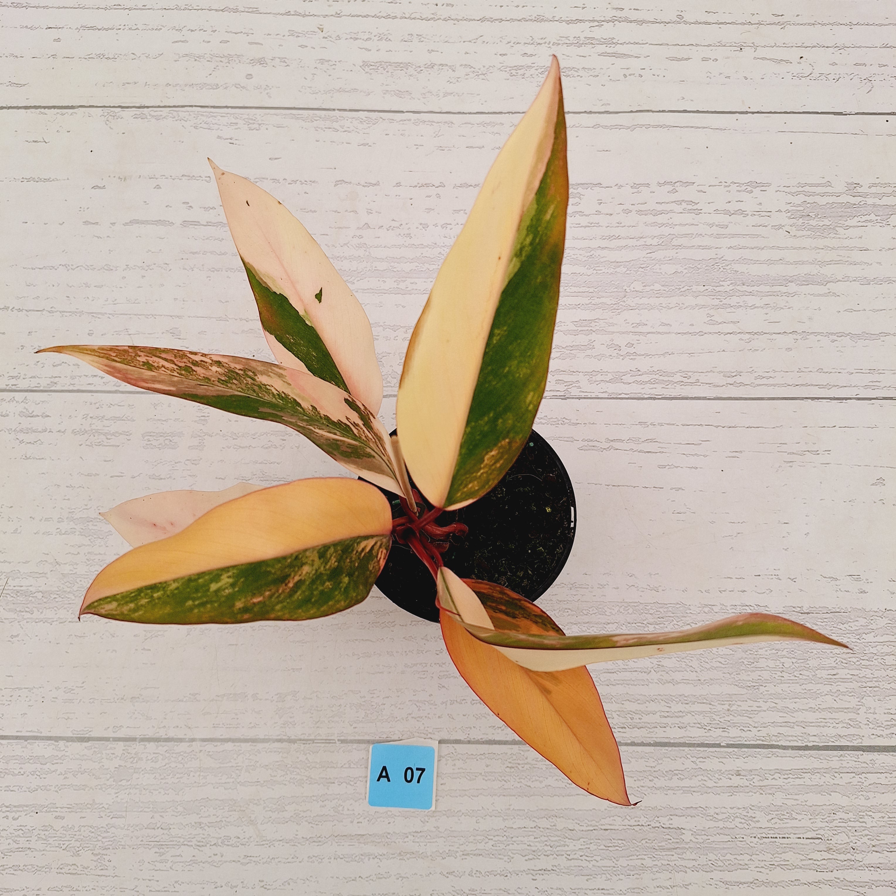 Philodendron erubescens Strawberry Shake - SALE