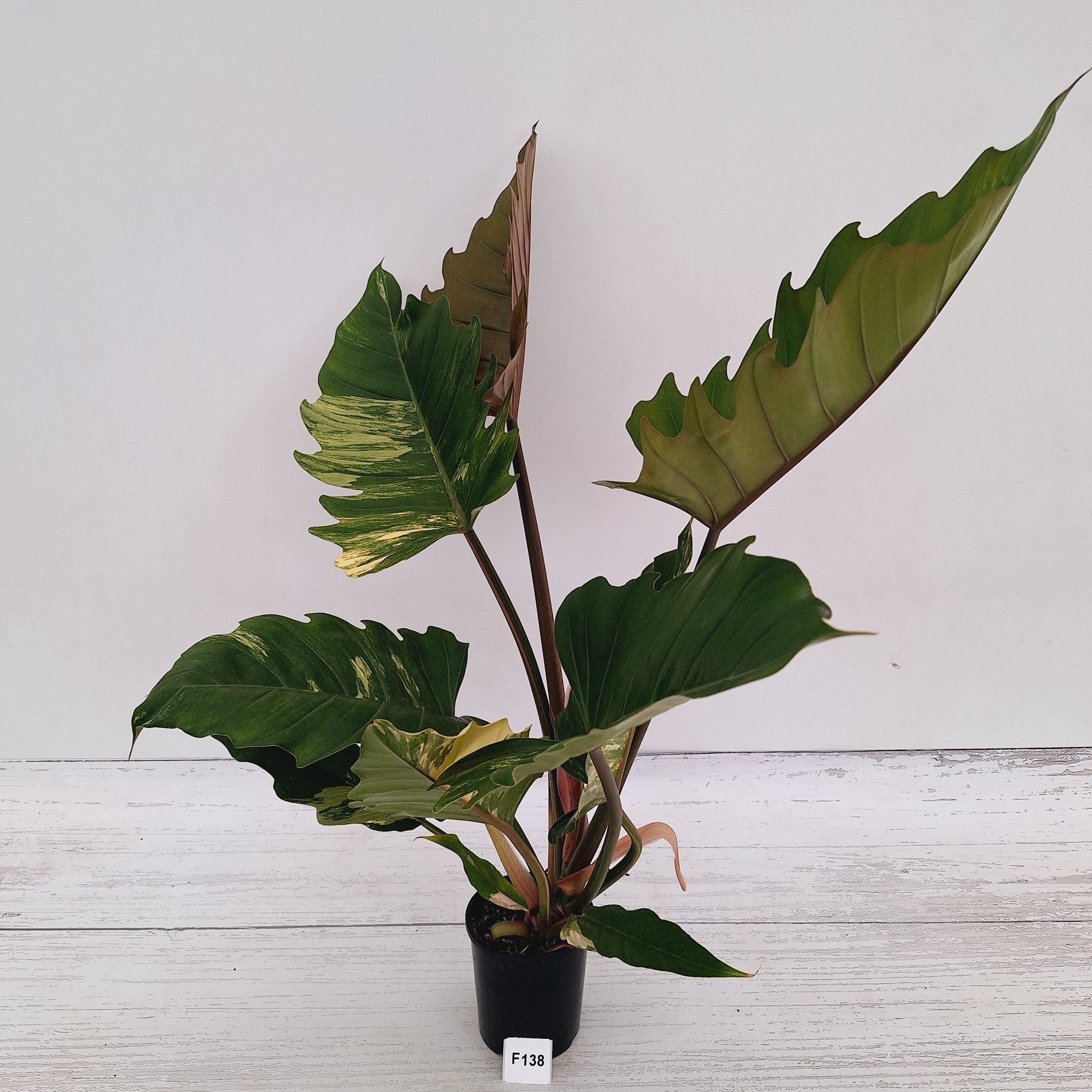 Philodendron serratum Caramel Marble