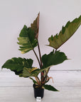 Philodendron serratum Caramel Marble