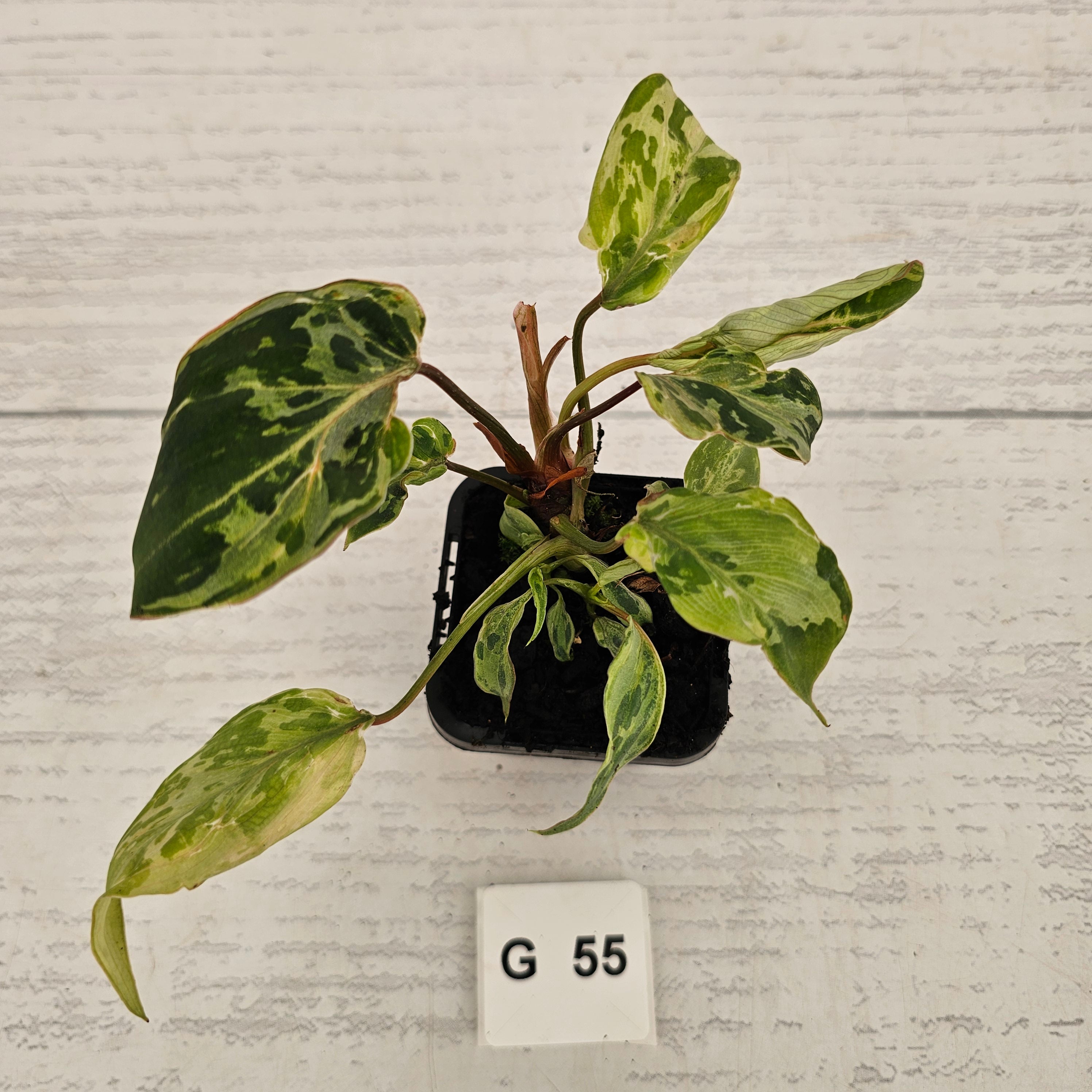 Philodendron gloriosum 'Snow Leopard'