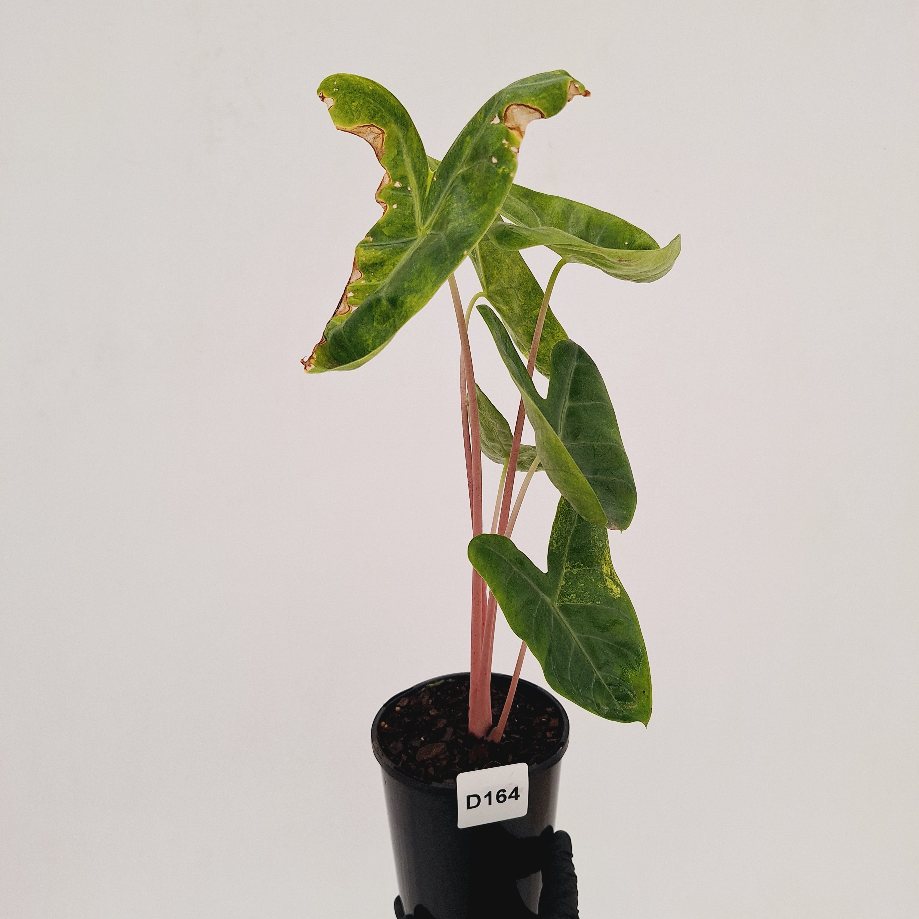 Alocasia 'Morocco' Variegated - SALE