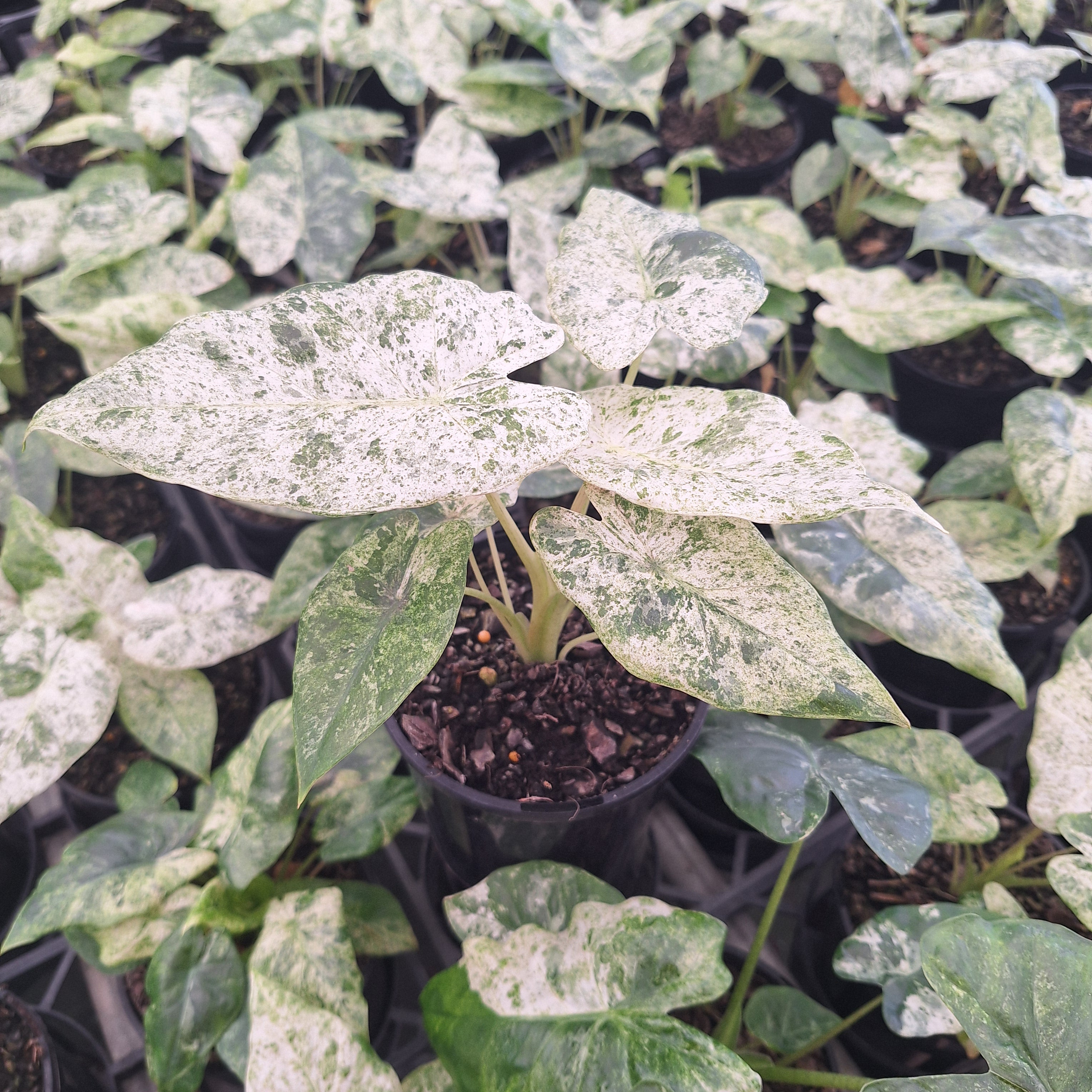 Alocasia odora' Batik '