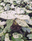 Alocasia odora' Batik '