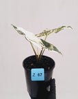 Alocasia ‘Simpo Albo’ Variegata - SALE