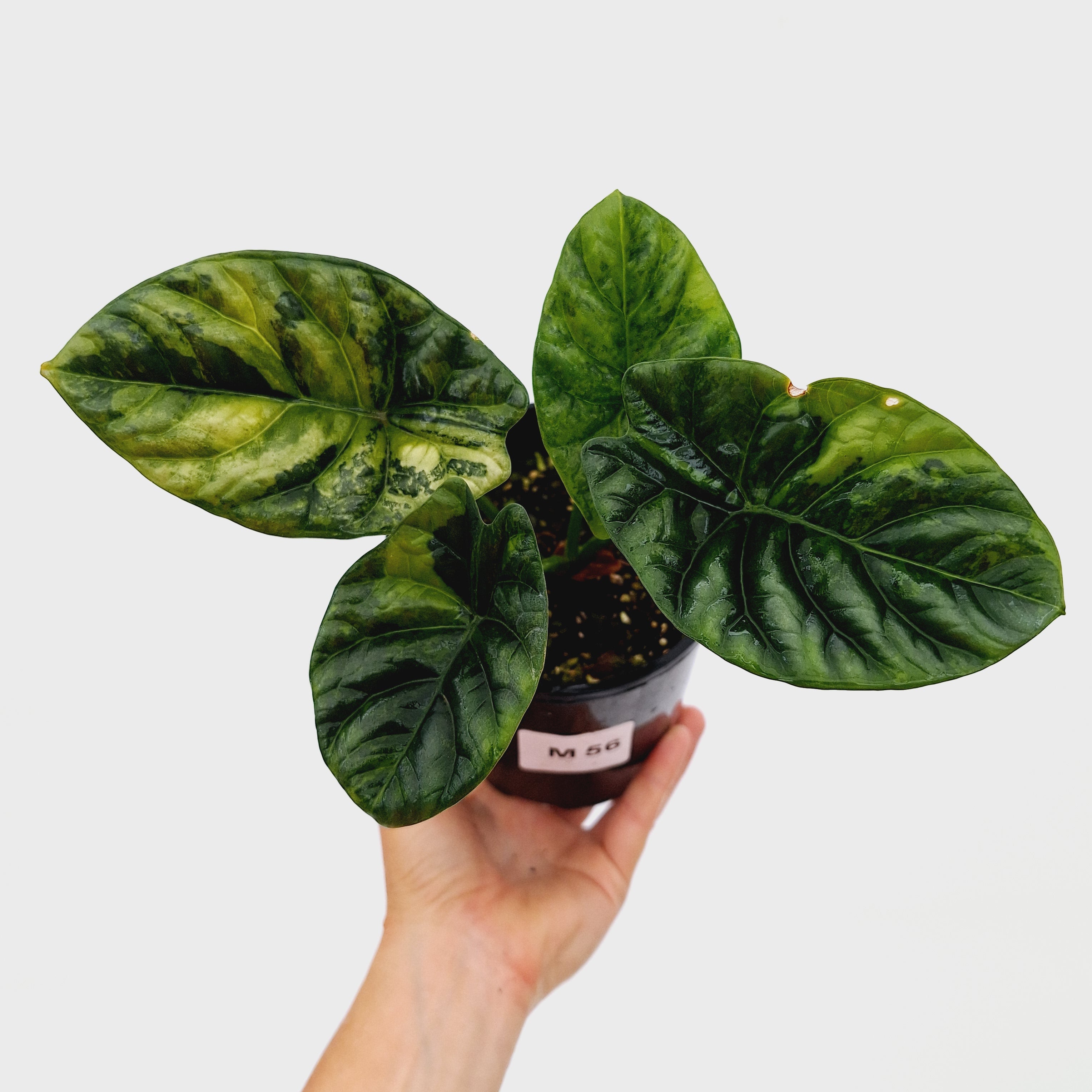 Alocasia sinuata &#39;Quilted Dream&#39; Variegata