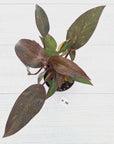 Philodendron 'Orange Princess' - FLASH SALE