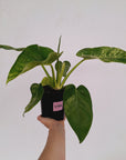 Philodendron giganteum Blizzard - SALE