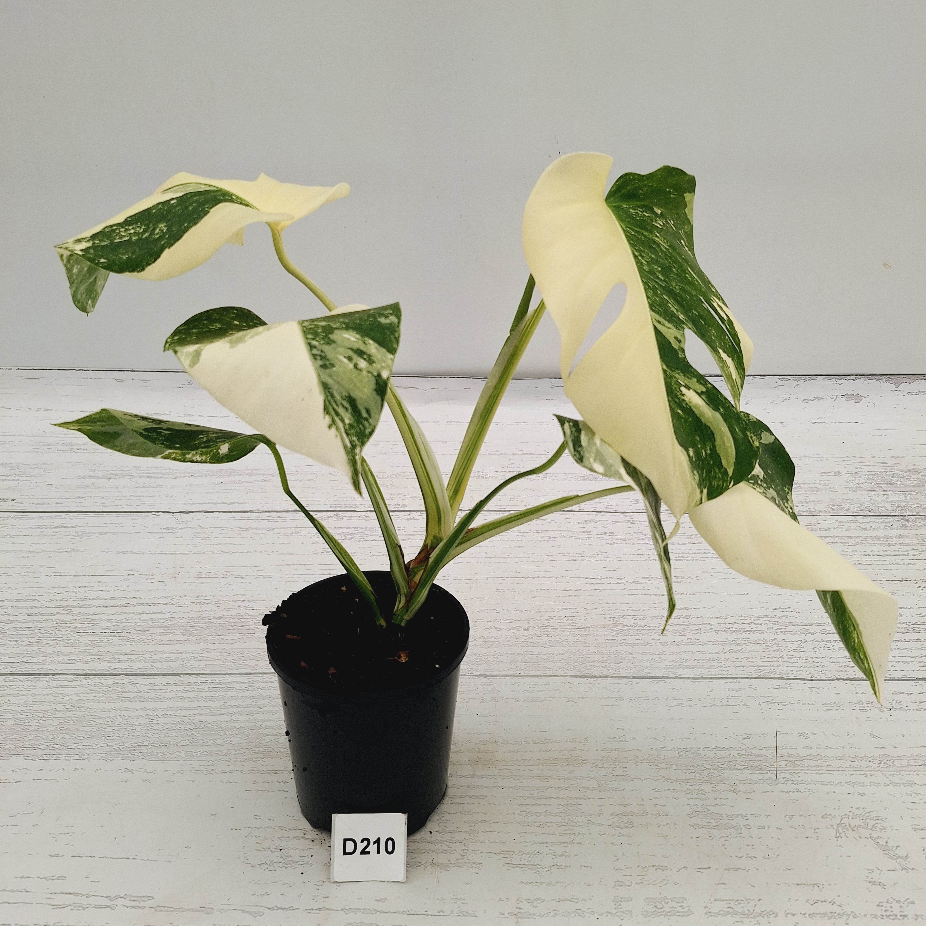 Monstera borsigiana 'Albo'